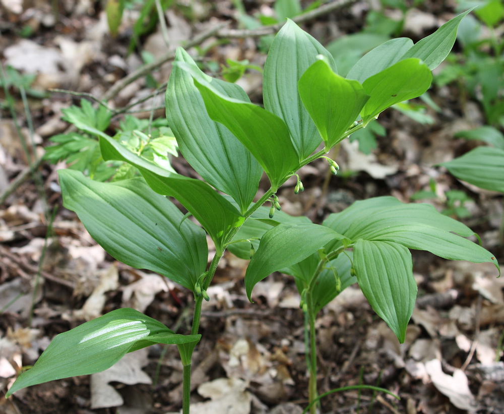 Image of Polygonatum hirtum specimen.