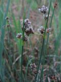 Schoenoplectus lacustris. Соцветия. Алтайский край, болото, июнь