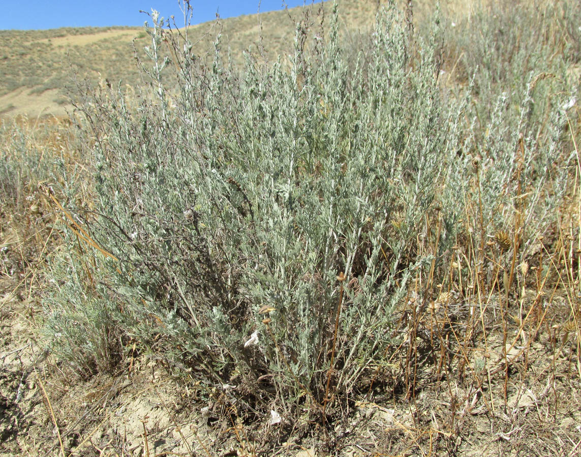 Image of Artemisia taurica specimen.