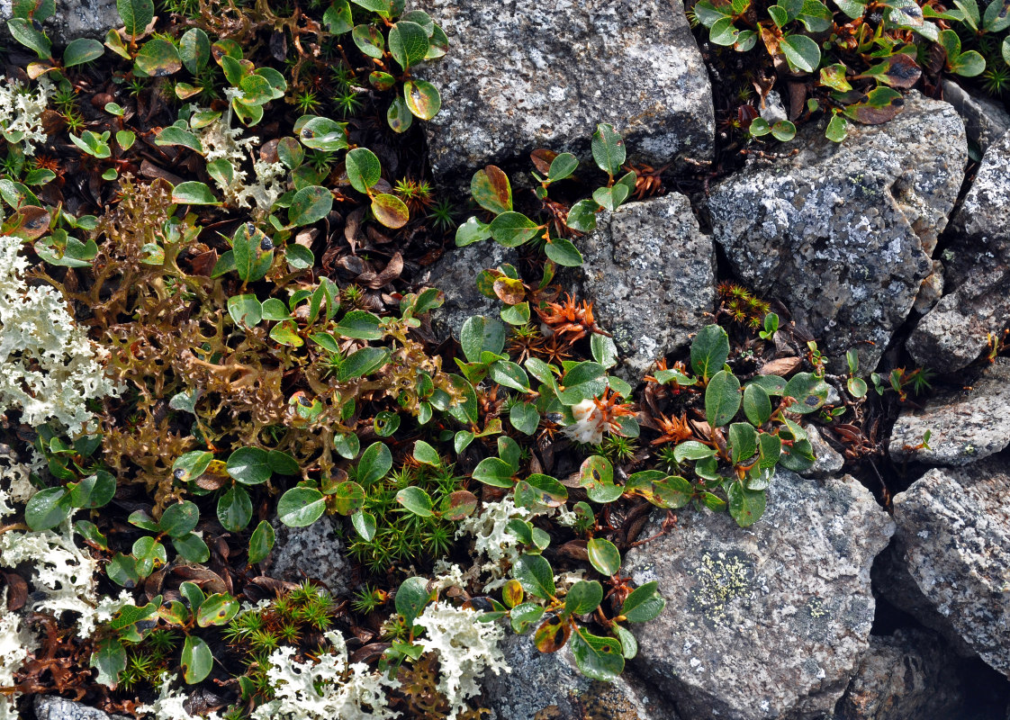 Image of Salix polaris specimen.