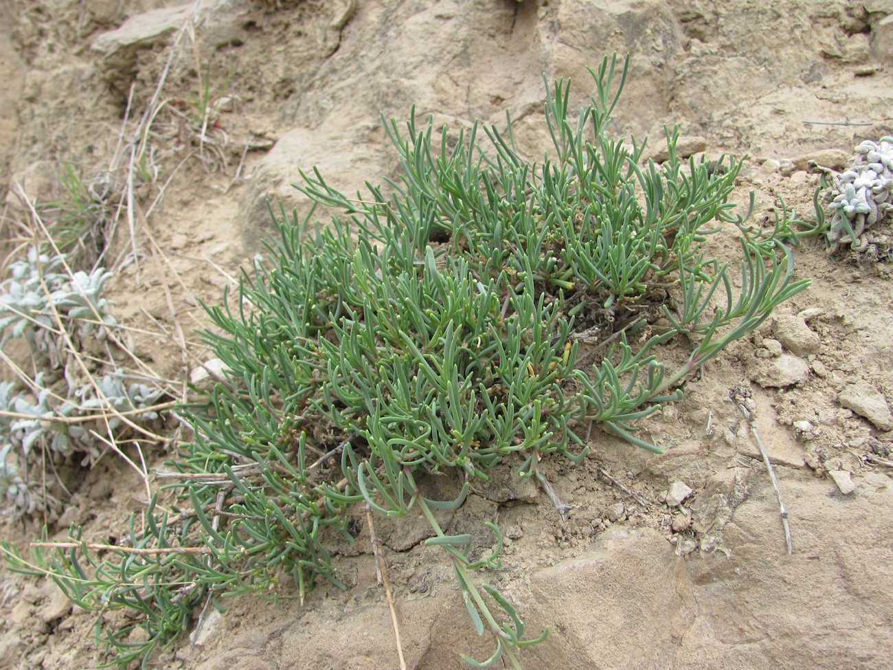 Image of Gypsophila capitata specimen.