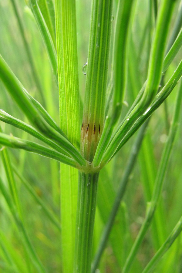 Image of Equisetum arvense specimen.