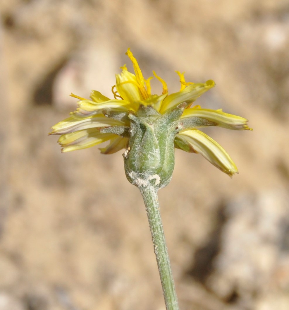 Image of Scorzonera alpigena specimen.