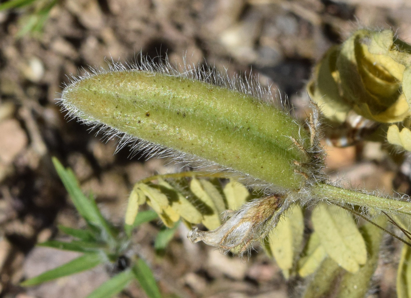 Image of Astragalus camptoceras specimen.