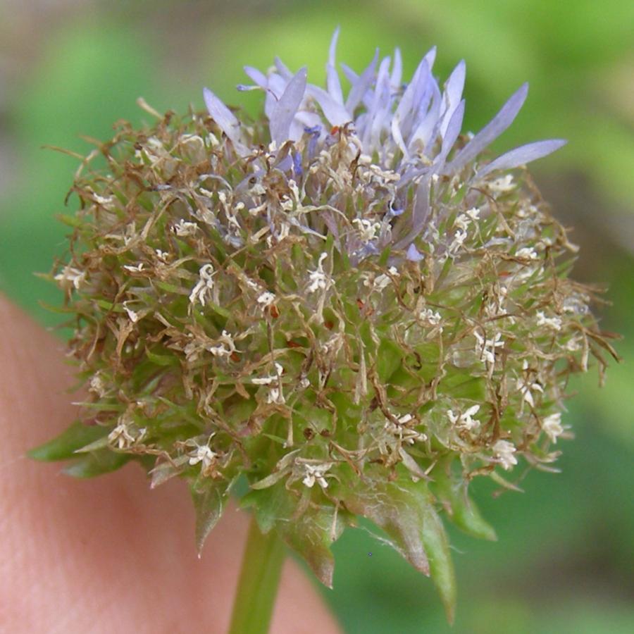 Image of Jasione montana specimen.