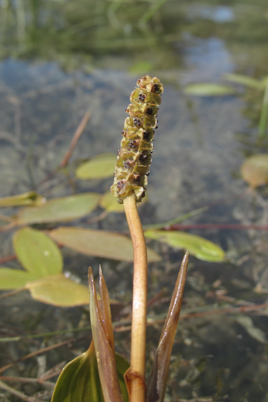 Image of Potamogeton biformis specimen.