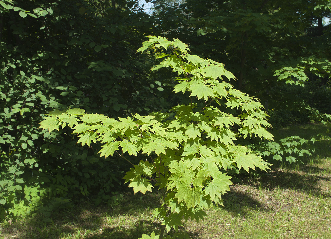 Image of Acer japonicum specimen.