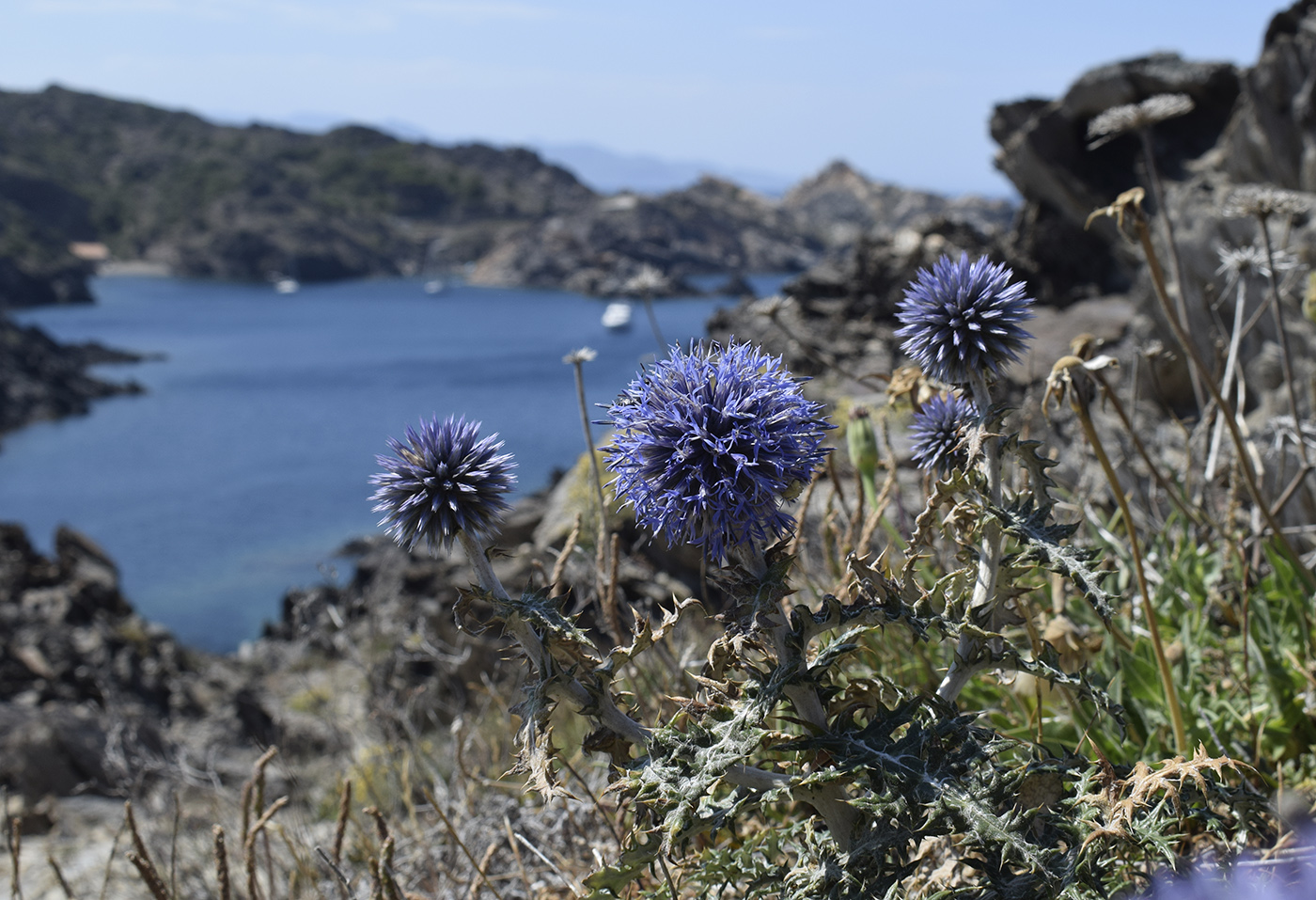 Image of Echinops ritro specimen.