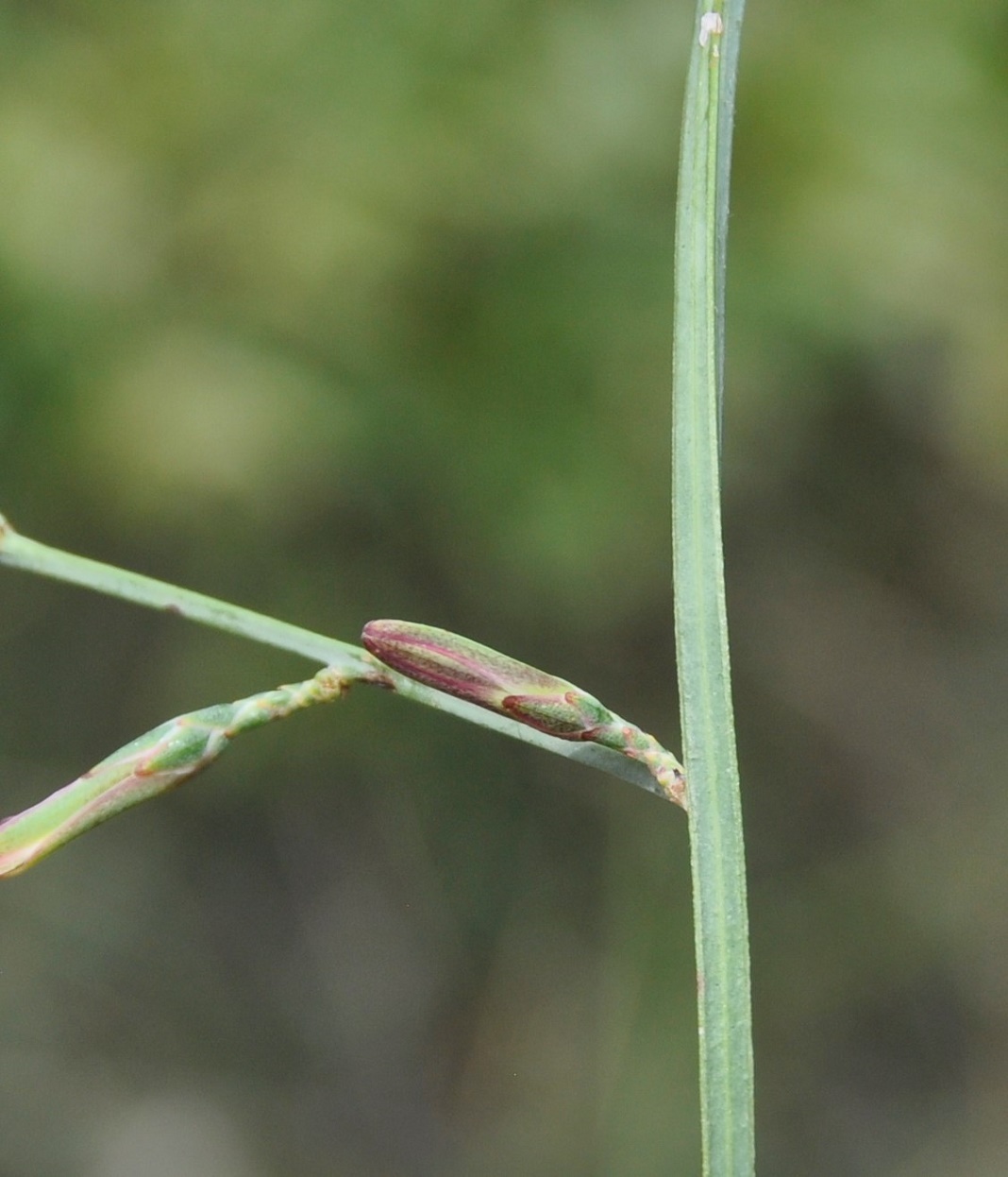 Image of Astartoseris triquetra specimen.