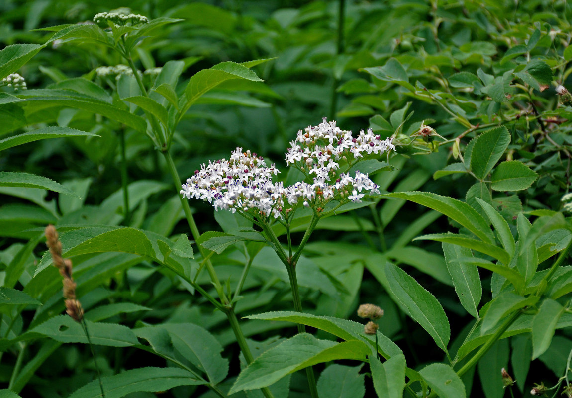 Image of Sambucus ebulus specimen.