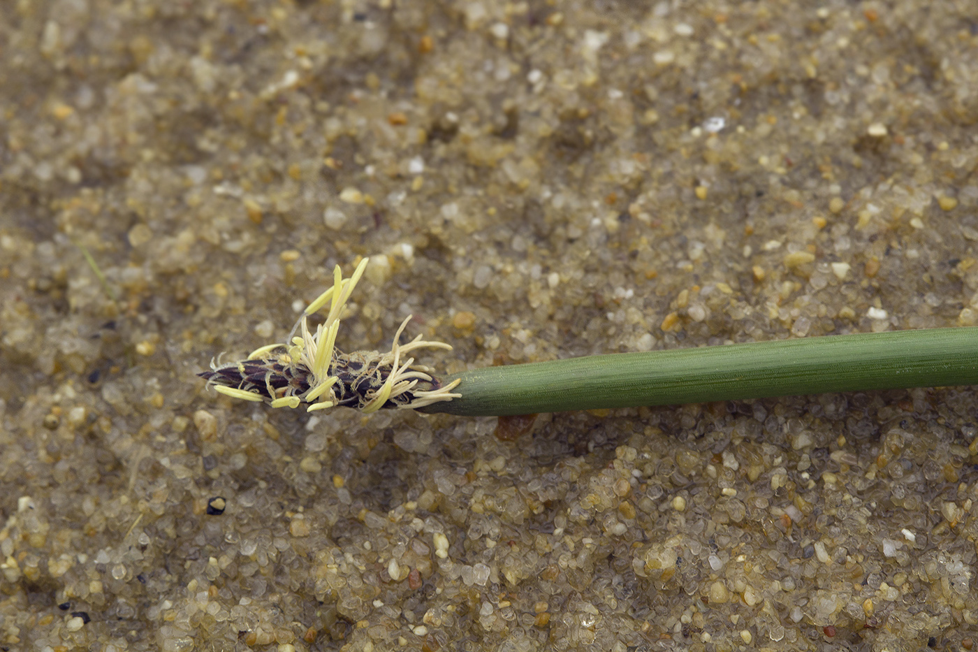 Image of Eleocharis kamtschatica specimen.