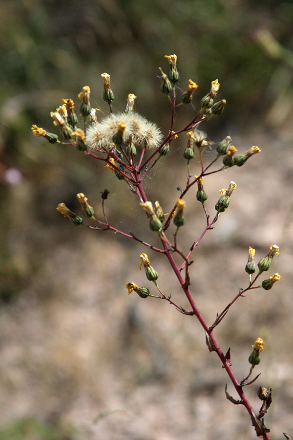 Image of Hieracium virosum specimen.