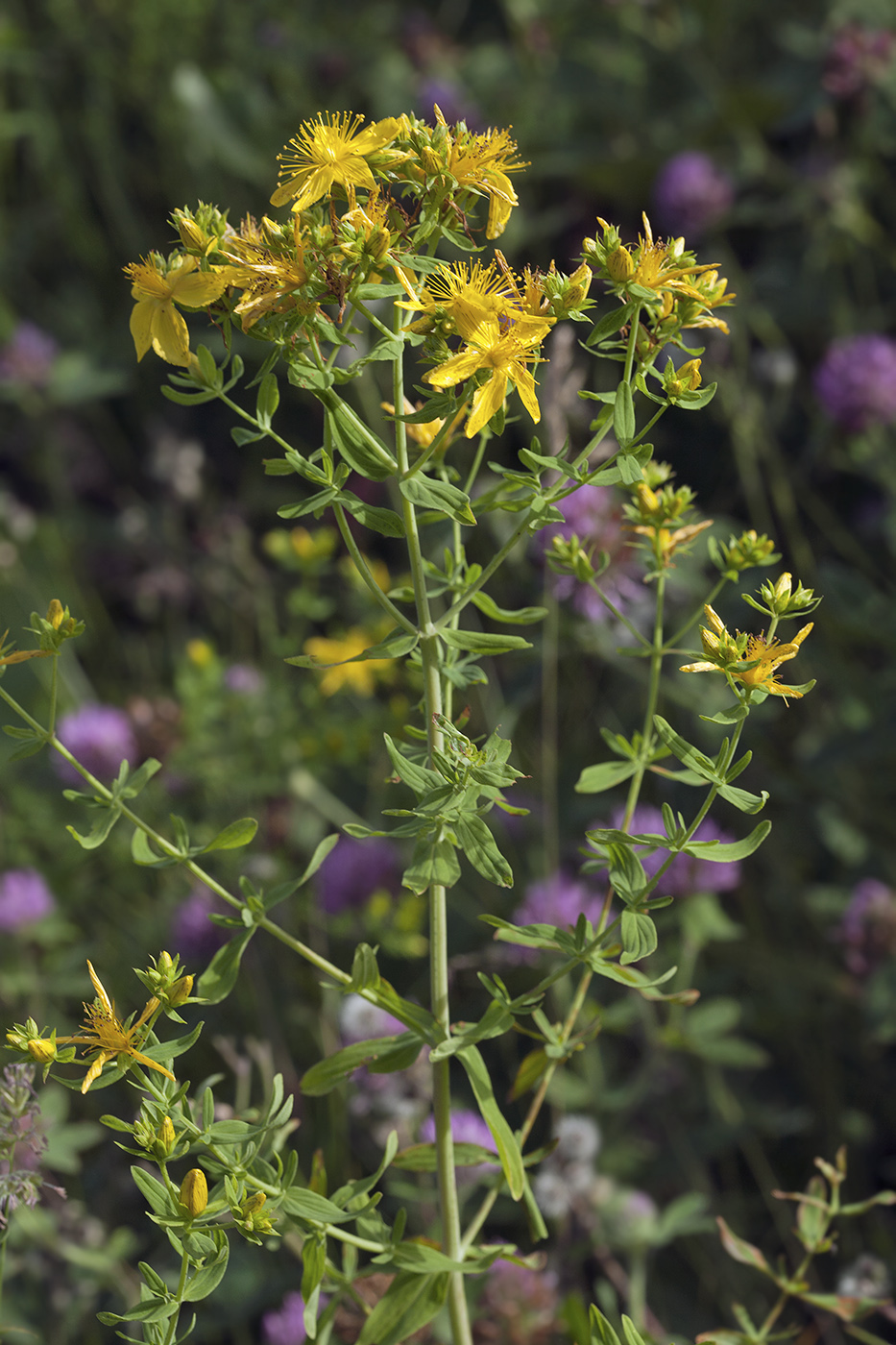 Image of Hypericum perforatum specimen.