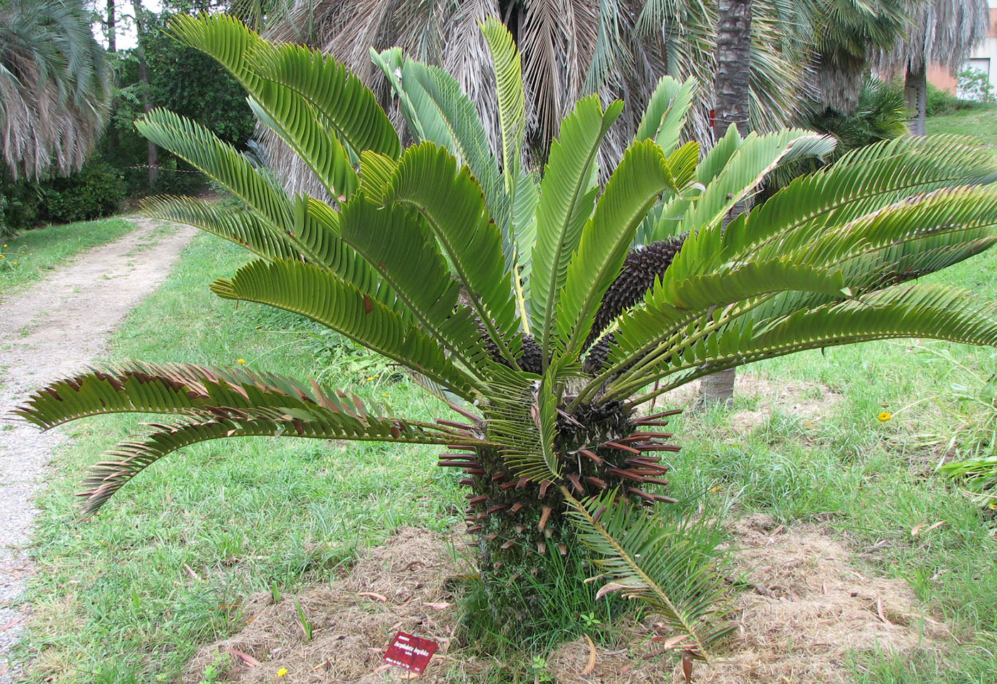 Image of Encephalartos longifolius specimen.