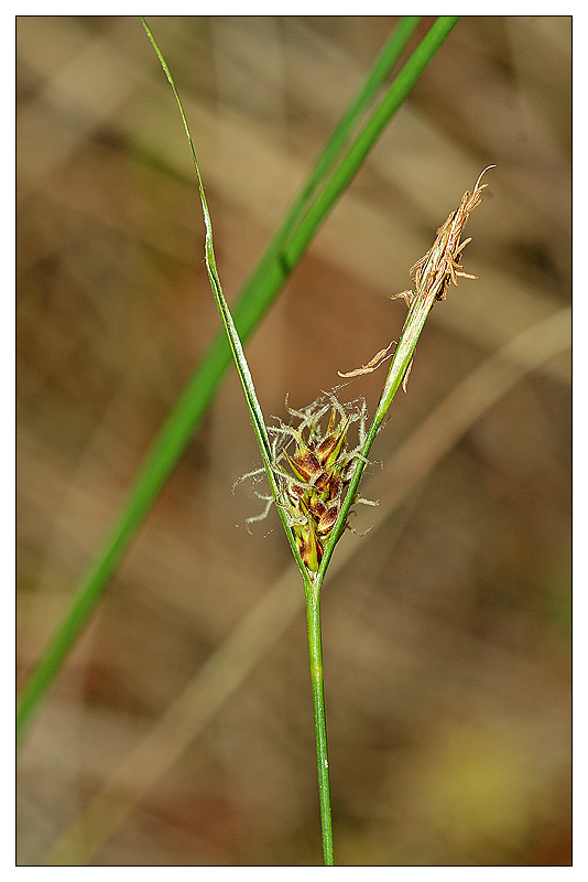 Изображение особи Carex lasiocarpa.