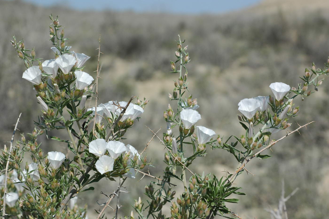 Image of Convolvulus fruticosus specimen.