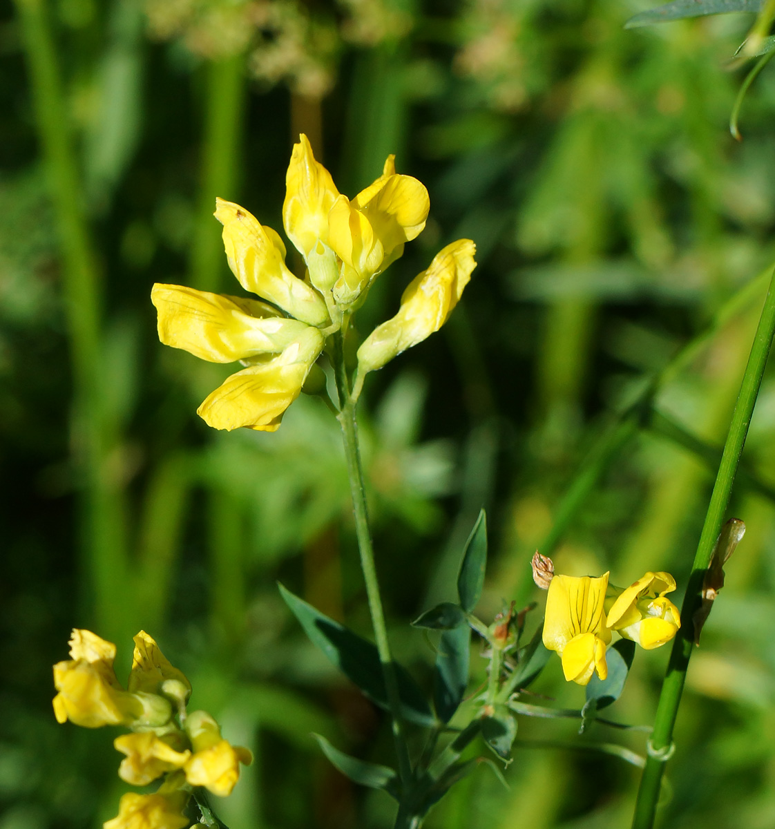 Изображение особи Lathyrus pratensis.