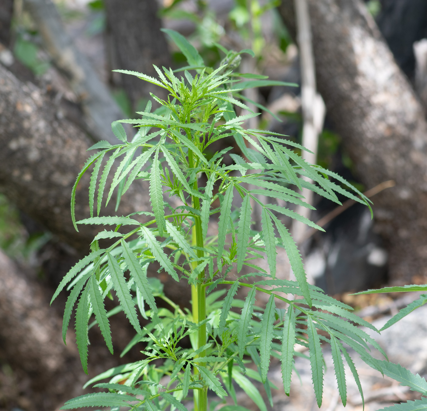 Image of Tagetes minuta specimen.