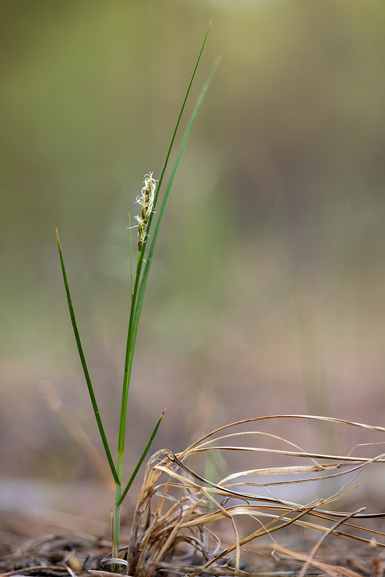 Image of Carex praecox specimen.