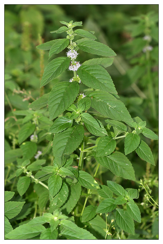 Image of Mentha arvensis specimen.