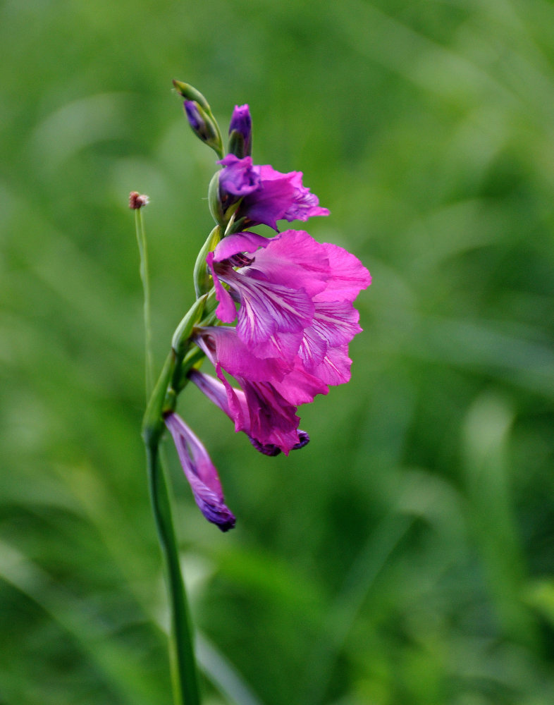 Image of Gladiolus imbricatus specimen.