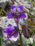 Campanula longistyla. Соцветие. Краснодарский край, Апшеронский р-н, гора Черногор, платообразная вершина, ≈ 1750 м н.у.м., карст. 27.06.2020.