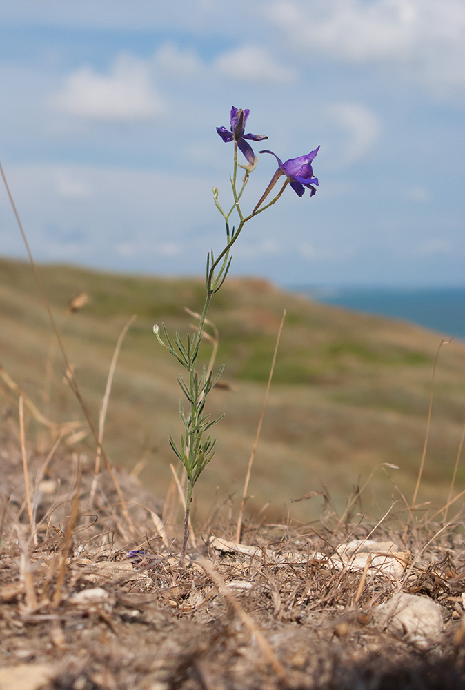 Image of Delphinium paniculatum specimen.