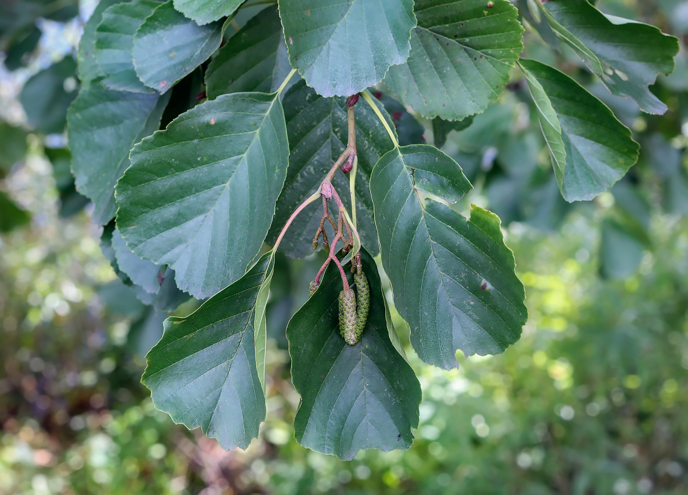 Image of Alnus glutinosa specimen.