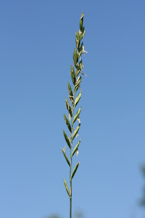 Image of Elytrigia repens specimen.