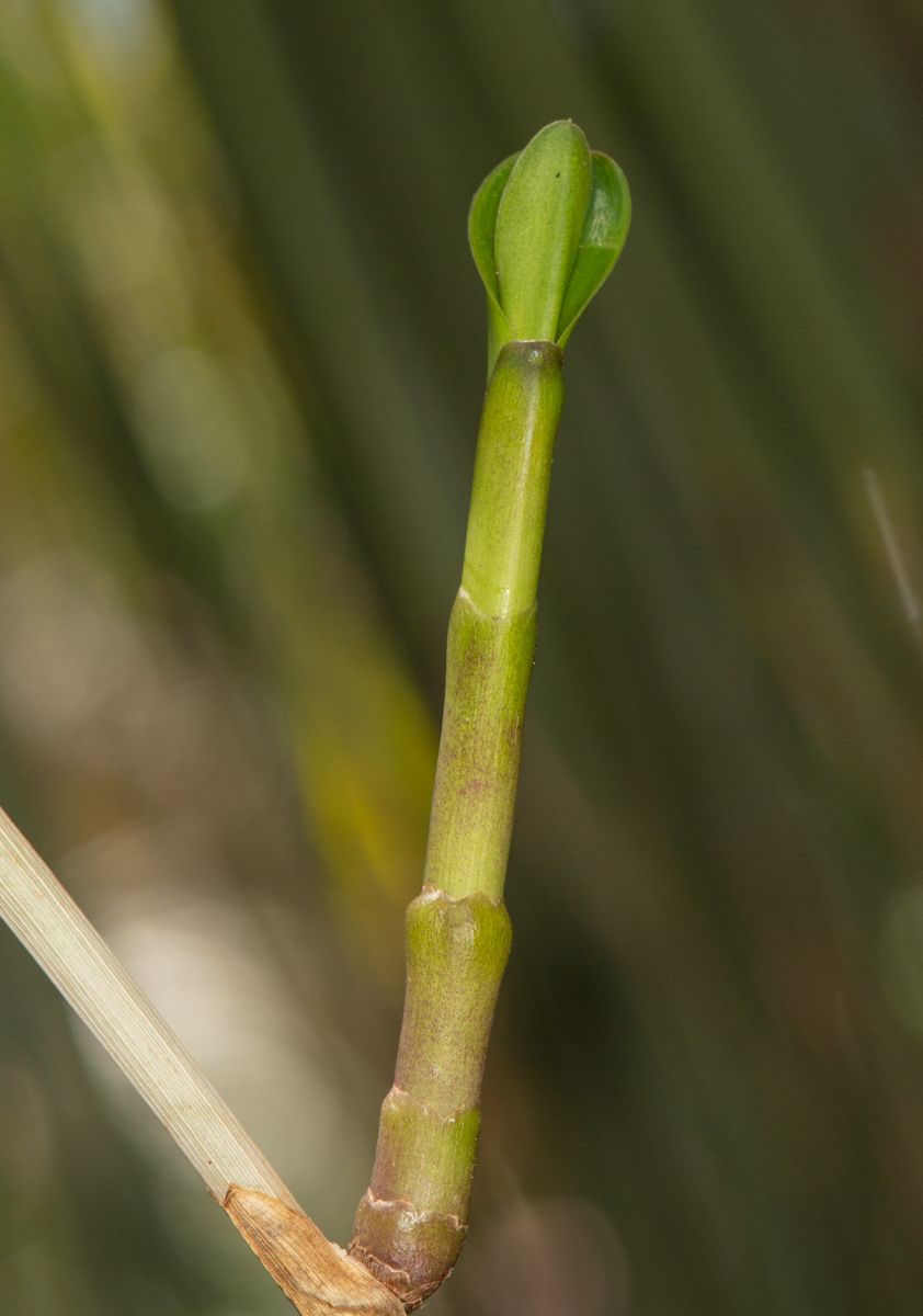 Image of genus Epidendrum specimen.