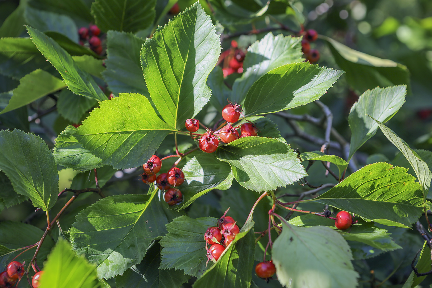 Image of genus Crataegus specimen.