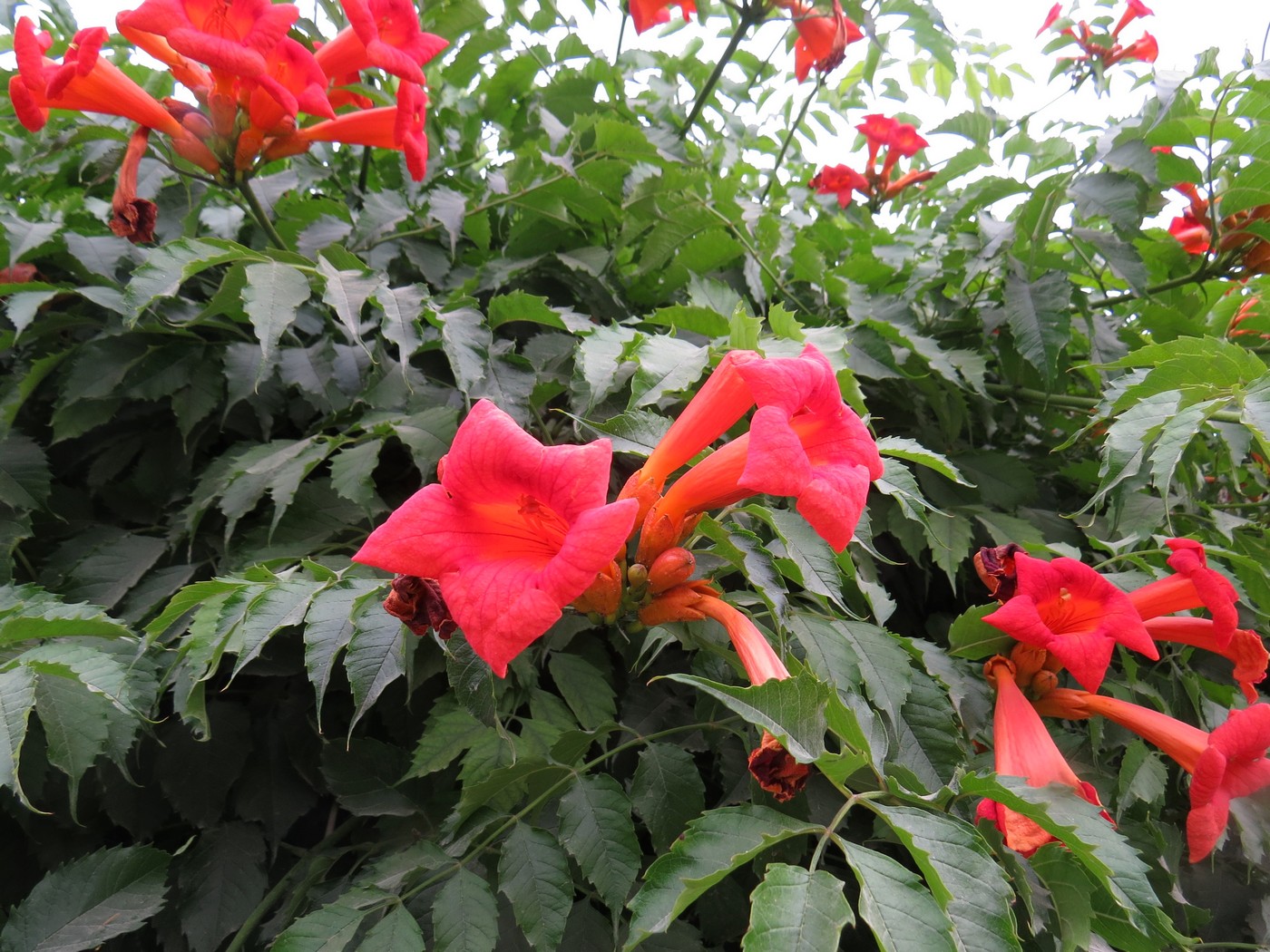 Image of Campsis radicans specimen.