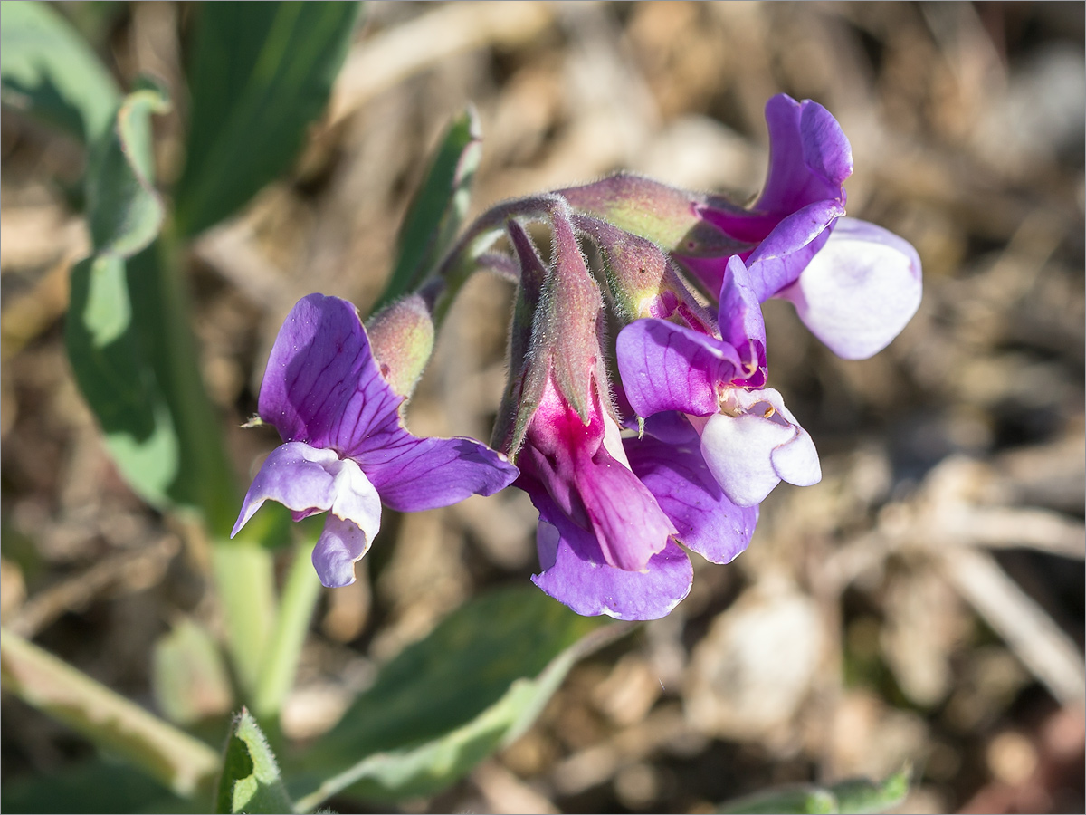 Изображение особи Lathyrus japonicus ssp. pubescens.