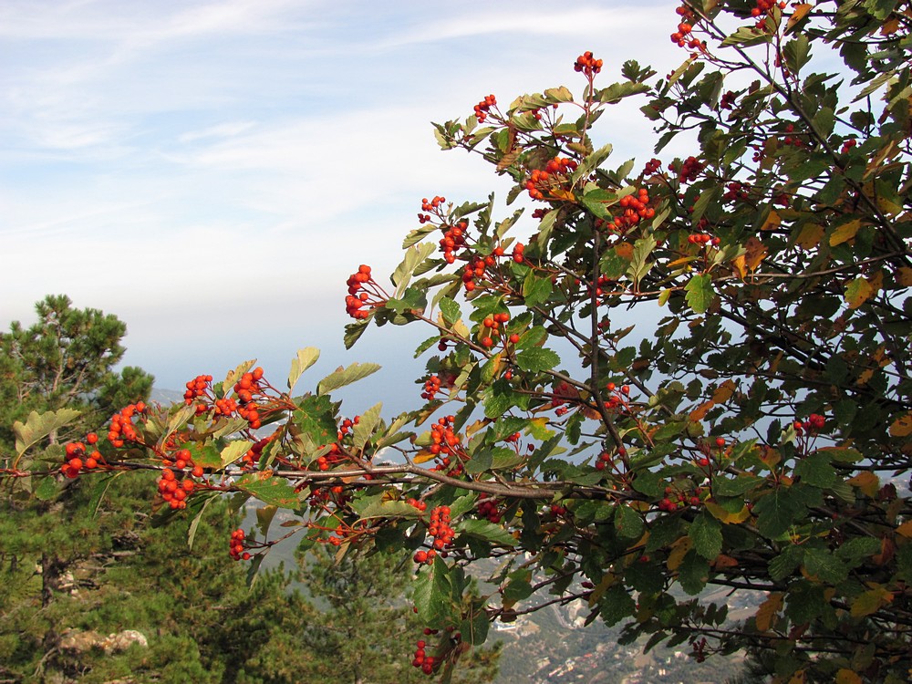 Image of Sorbus tauricola specimen.