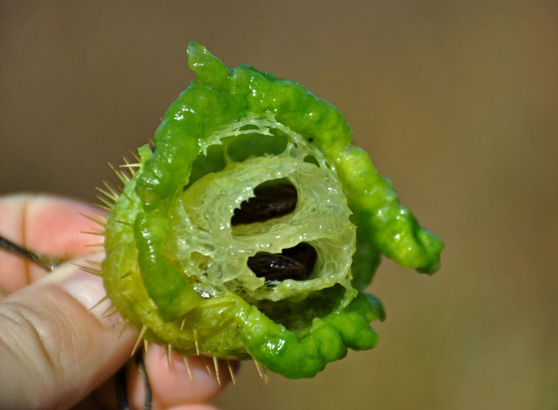 Image of Echinocystis lobata specimen.