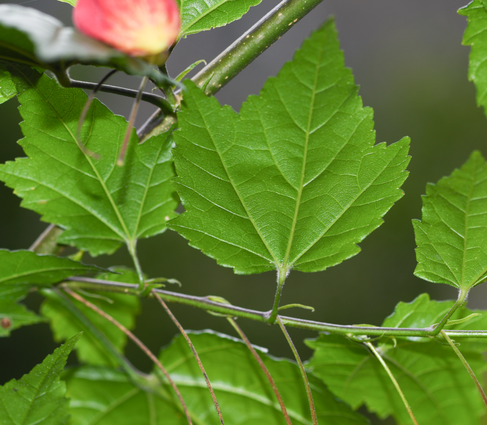 Изображение особи Abutilon megapotamicum.