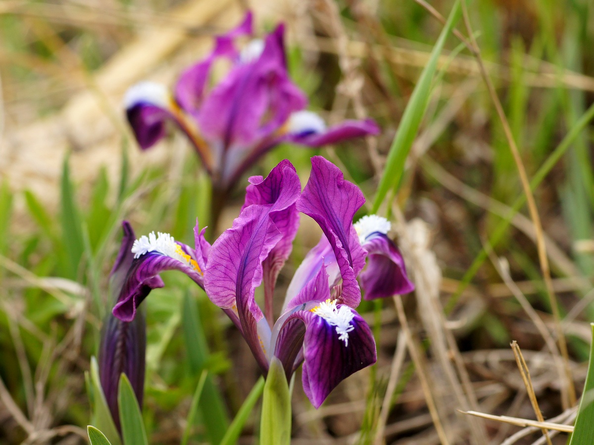 Изображение особи Iris pumila.