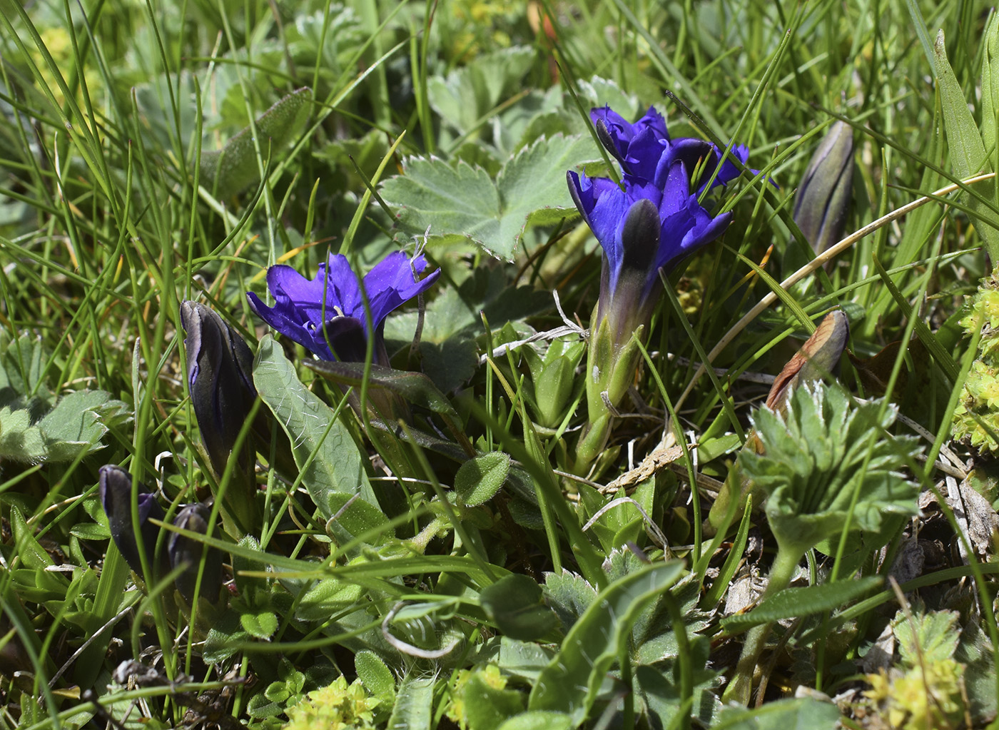 Image of Gentiana pyrenaica specimen.