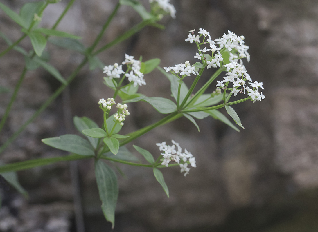 Image of Galium valantioides specimen.