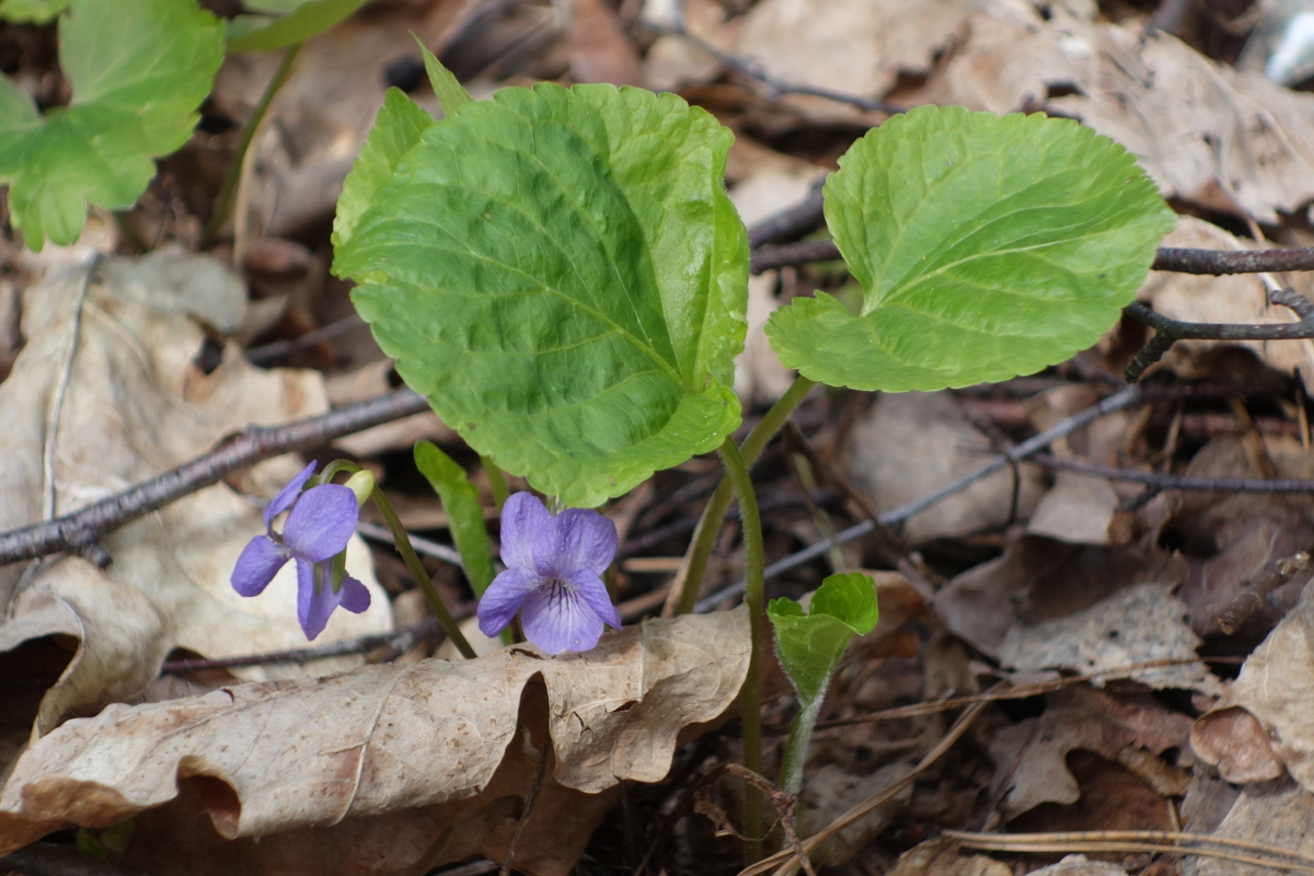 Изображение особи Viola mirabilis.