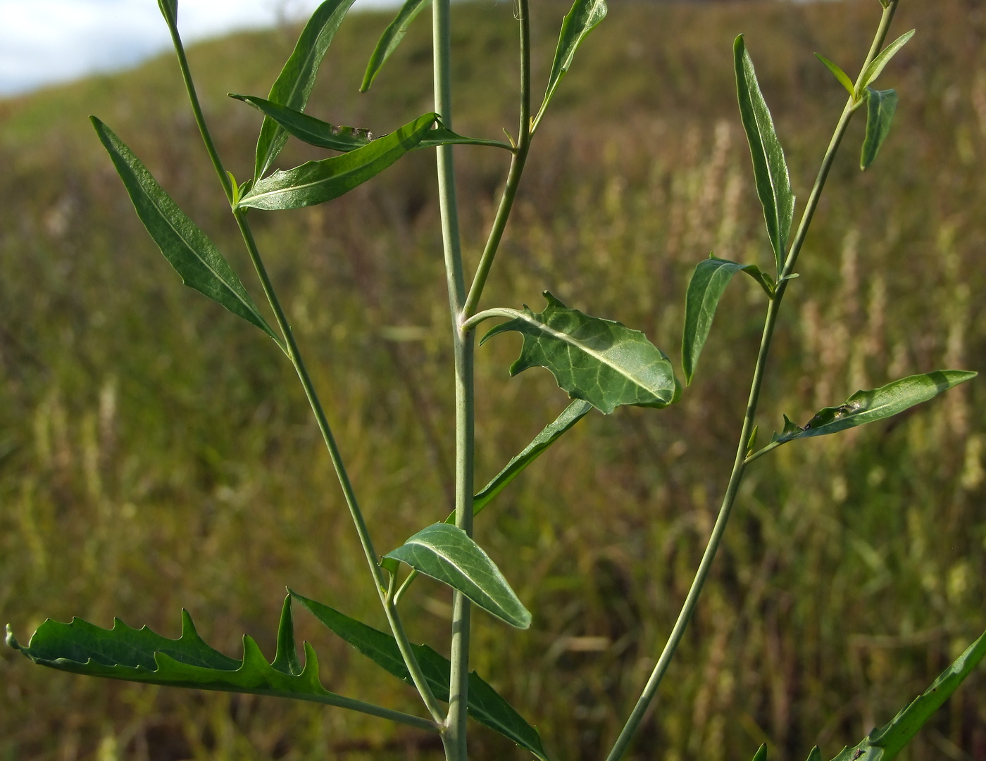 Image of Sisymbrium volgense specimen.