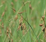 Carex limosa. Верхушки плодоносящих растений. Иркутская обл., Слюдянский р-н, окр. мыса Шаманский, сфагновое болото. 22.07.2021.