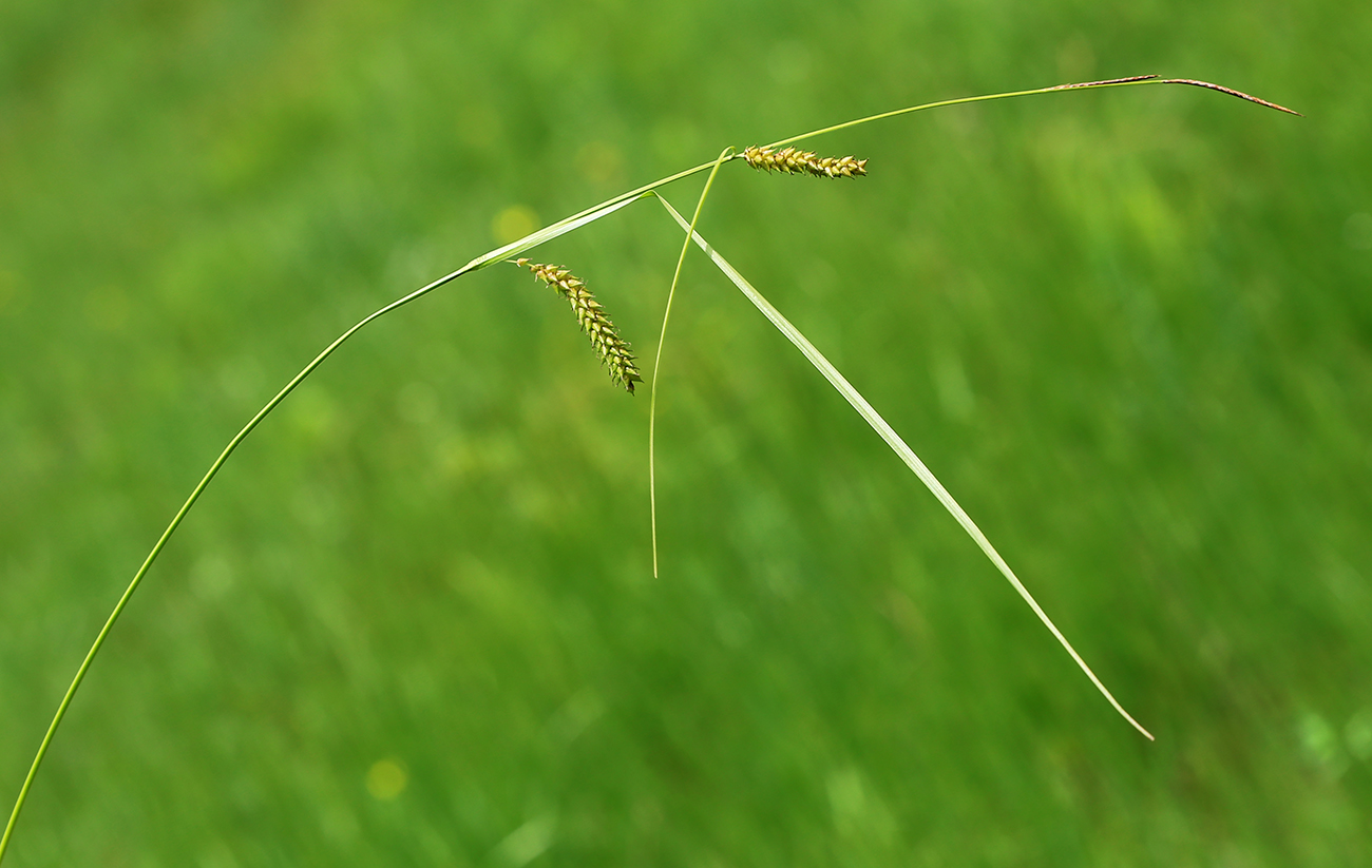 Изображение особи Carex vesicata.