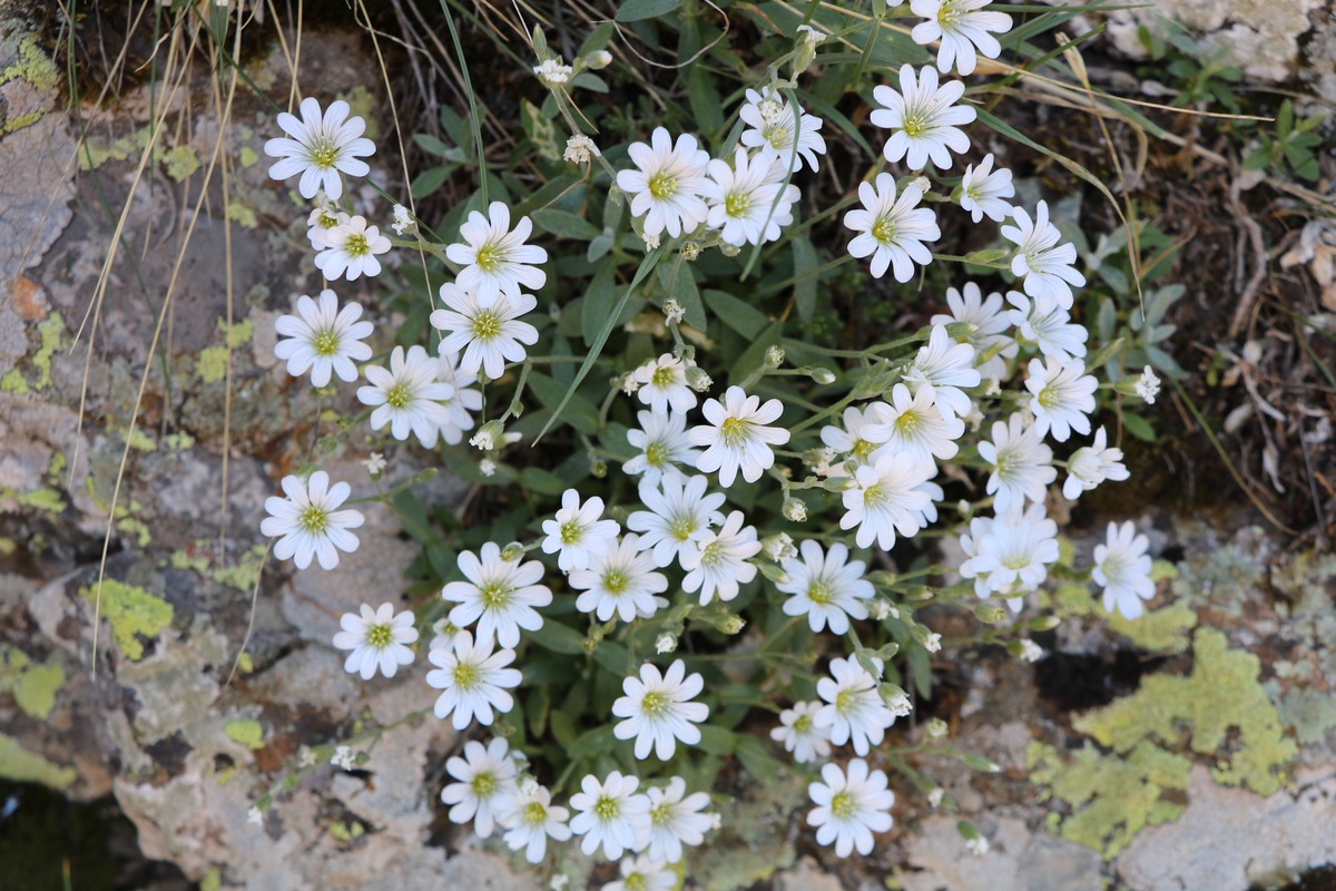 Изображение особи Cerastium szowitsii.