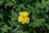 Jasminum mesnyi