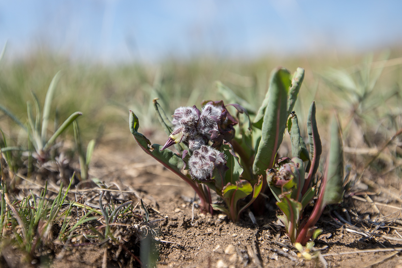 Изображение особи Rindera tetraspis.