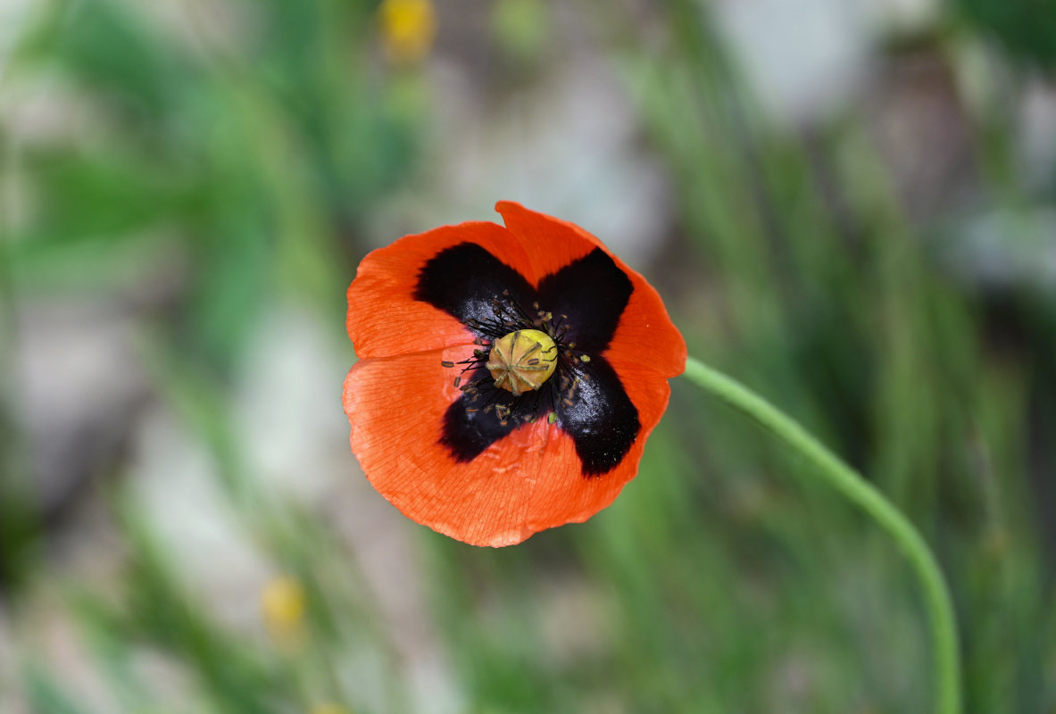 Image of genus Papaver specimen.