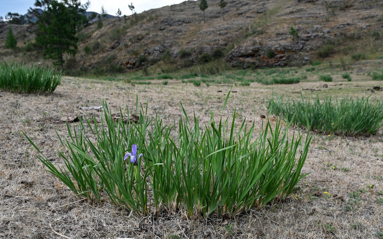 Image of Iris biglumis specimen.