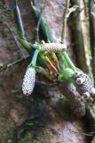 Amydrium medium. Соцветия. Малайзия, штат Саравак, округ Мири, национальный парк «Мулу». 14.03.2015.