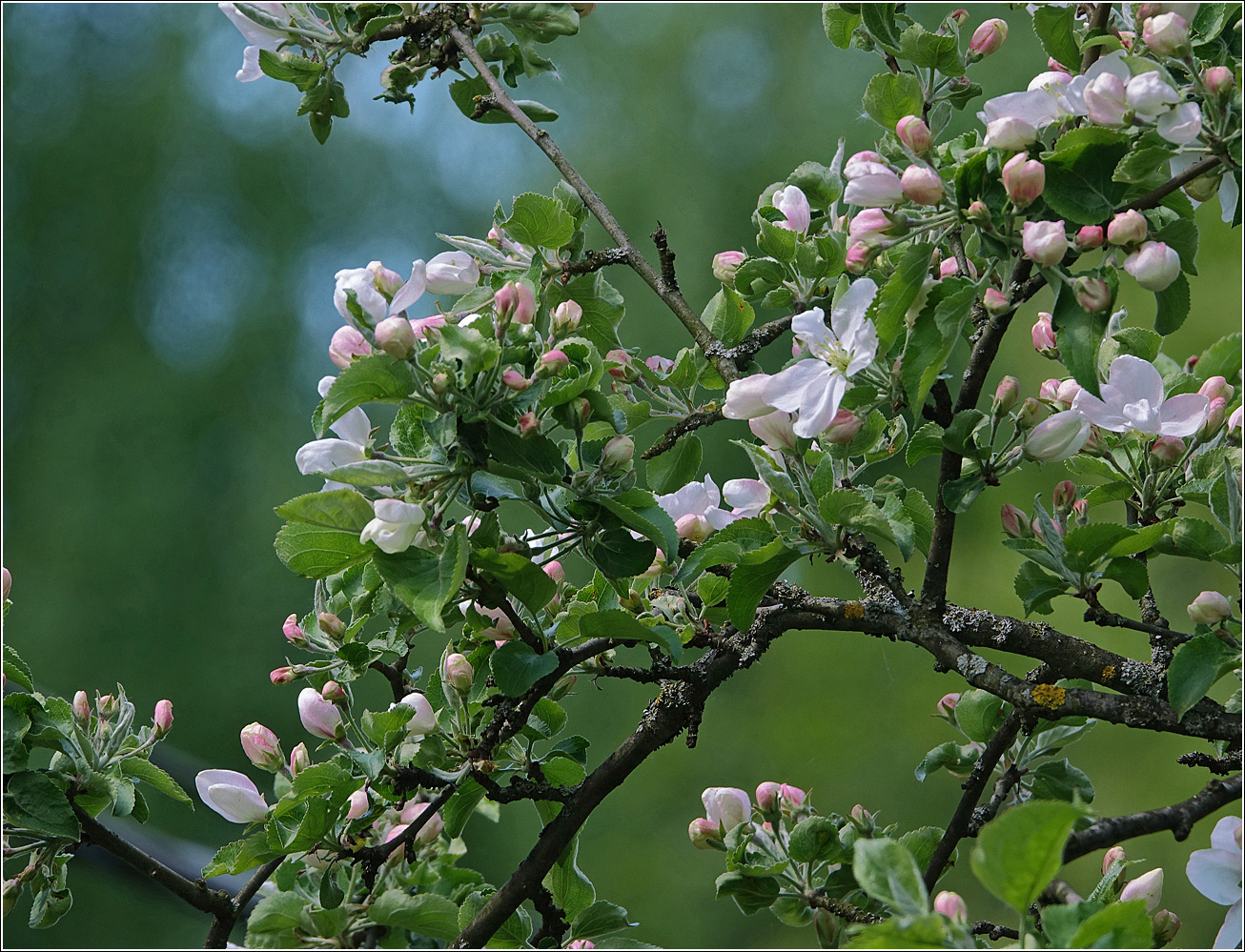 Image of Malus prunifolia specimen.